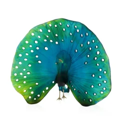 Online Parade du paon daum par madeleine van der knoop Editions D’Art|Bestiaire