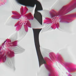 Clearance Presse-papier fleurs de cerisier saint-louis Presse-Papiers|Sulfures Cristal