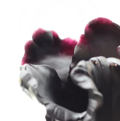 Best Vase tulipe noir appaloosa daum Vases|Vases Cristal Couleur